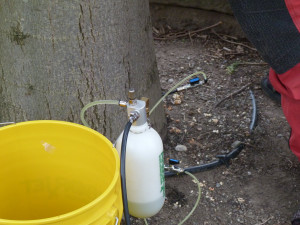 Lípa před prostějovským divadlem chřadne. Nyní dostala injekci živin