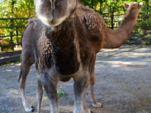 Olomoucká zoo získala pár mláďat velblouda jednohrbého