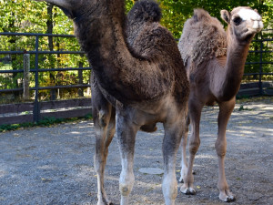 Olomoucká zoo získala pár mláďat velblouda jednohrbého