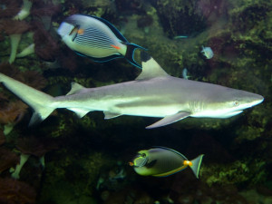 Chov žraloků černoploutvých v Zoo Olomouc rozšířily v nedávné době dvě samice