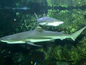 Chov žraloků černoploutvých v Zoo Olomouc rozšířily v nedávné době dvě samice
