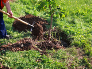 V prostějovské čtvrti Čechůvky vznikne oáza zeleně. Lidé si budou moci vysadit svůj strom