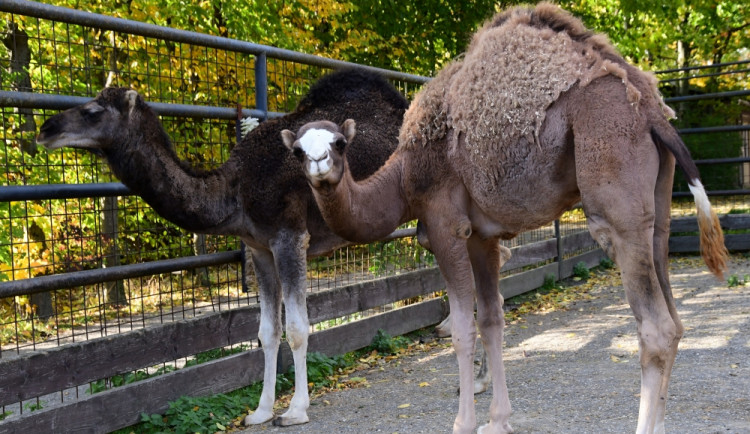 Olomoucká zoo získala pár mláďat velblouda jednohrbého