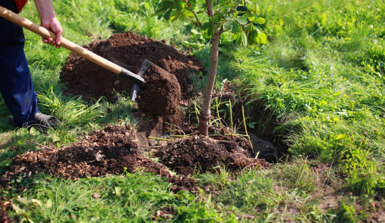 vysadba-stromushutterstock_214337929-1101x619