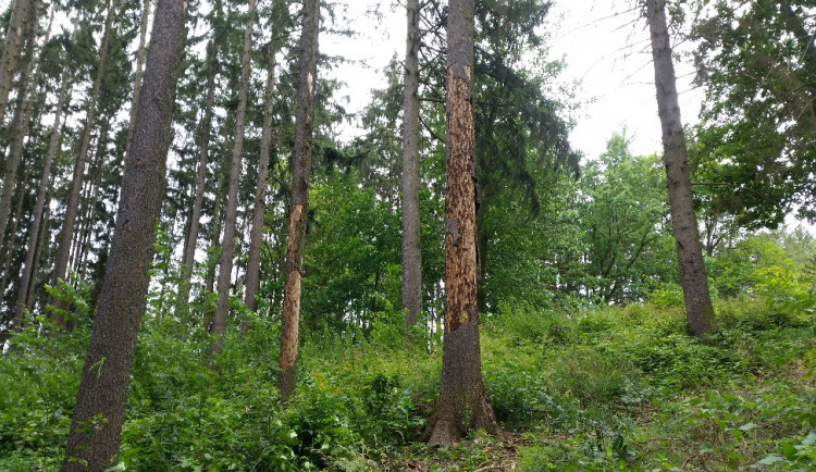 Do prachatických lesů platí zákaz vstupu. Hrozí tam pád stromů