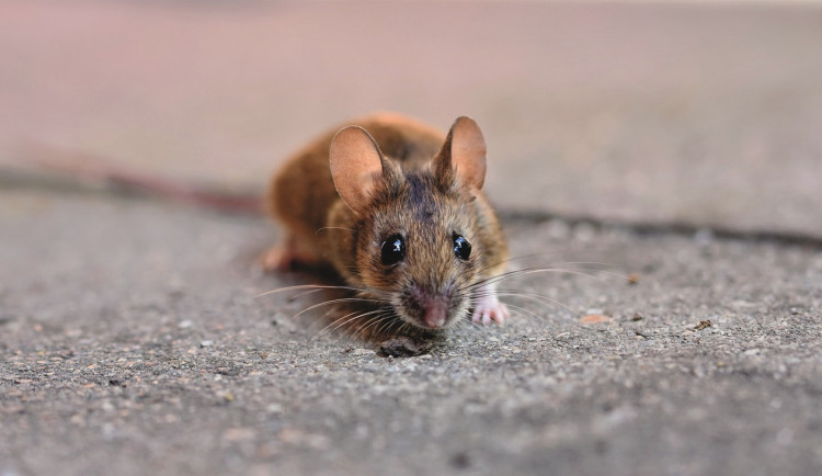 size3-16347417662142-60-s-chladnym-pocasim-se-do-domu-stehuji-mysi-a-na-pudu-kuny-jak-je-vyhnat