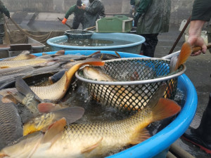 FOTOGALERIE: Rybáři se pustili do výlovu Podhradského rybníka