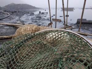 FOTOGALERIE: Rybáři se pustili do výlovu Podhradského rybníka