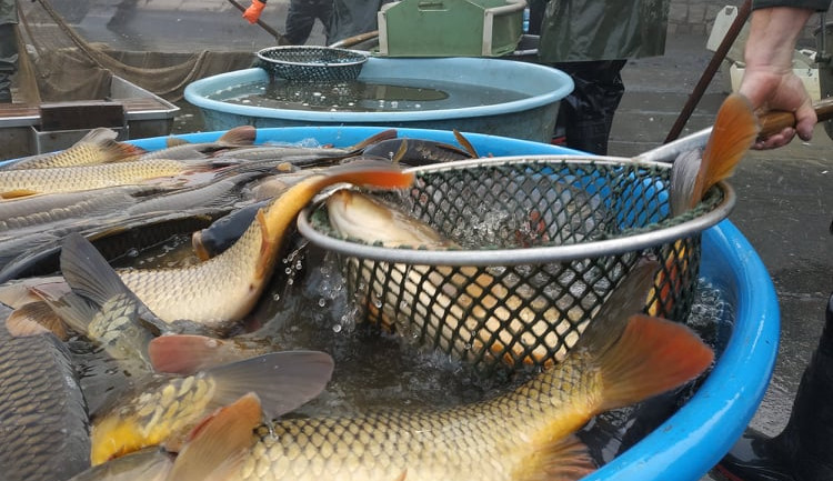 248916368_4835403876522464_5865093307715538722_n