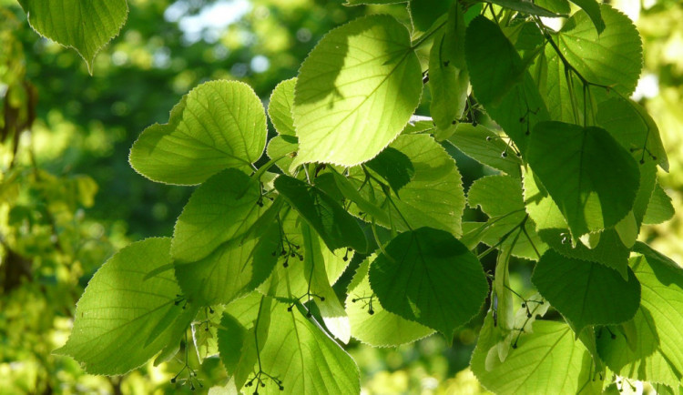 size3-15982550675099-103-v-semilech-vysadi-novou-alej-se-sedmdesati-ovocnymi-stromy