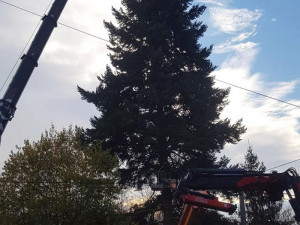 Zhruba sedmdesát let rostla jedla douglaska v Hlubočkách v Olomoucké ulici