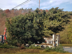 Zhruba sedmdesát let rostla jedla douglaska v Hlubočkách v Olomoucké ulici