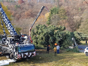 Zhruba sedmdesát let rostla jedla douglaska v Hlubočkách v Olomoucké ulici