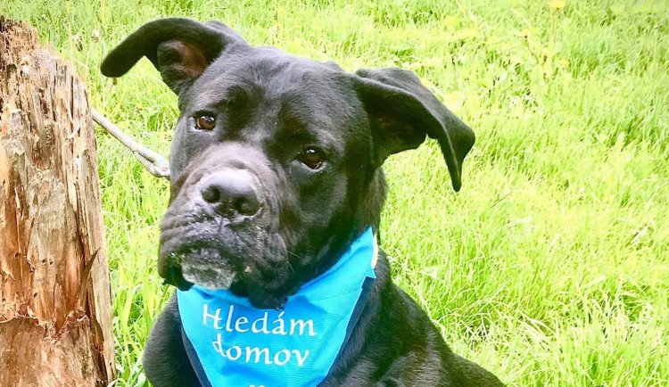 HLEDÁME PÁNÍČKA: Fany a Bad z Mohelnice jsou bez domova