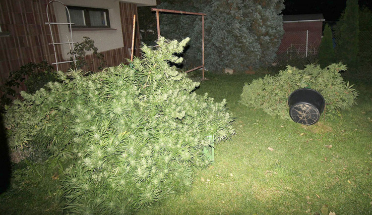 Celníci zasahovali v pěstírně na Přerovsku, muž posílal konopí poštou