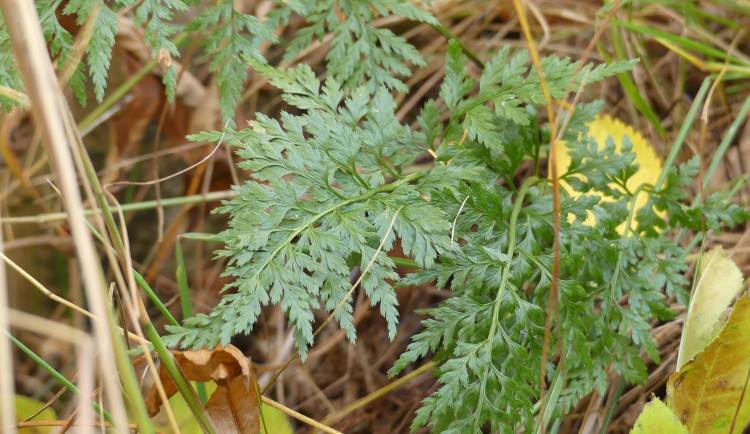 255285575_1483668898673221_12908299494585168_n