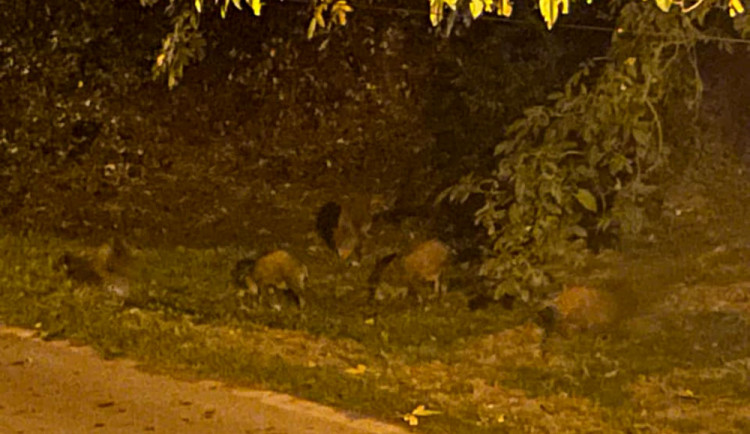 Divoká prasata se pohybují i v bytové zástavbě Hluboček