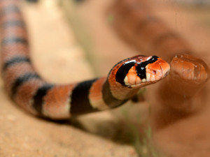 V olomoucké zoo se vylíhlo devět jedovatých hadů. Už se začali svlékat