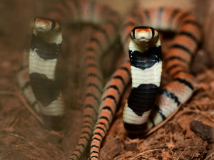 V olomoucké zoo se vylíhlo devět jedovatých hadů. Už se začali svlékat