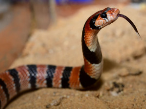 V olomoucké zoo se vylíhlo devět jedovatých hadů. Už se začali svlékat