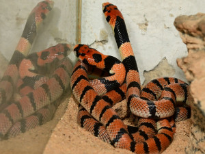 V olomoucké zoo se vylíhlo devět jedovatých hadů. Už se začali svlékat