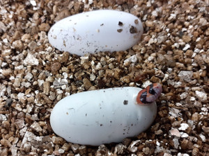 V olomoucké zoo se vylíhlo devět jedovatých hadů. Už se začali svlékat