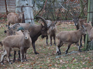 Olomoucká zoo má dva nové kozorožce. Je největším chovatelem na světě