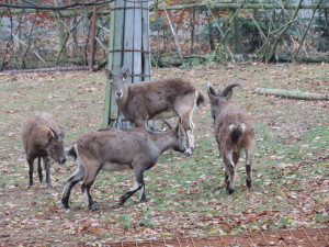 Olomoucká zoo má dva nové kozorožce. Je největším chovatelem na světě
