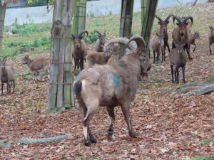 Olomoucká zoo má dva nové kozorožce. Je největším chovatelem na světě