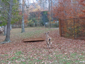 Olomoucká zoo má dva nové kozorožce. Je největším chovatelem na světě