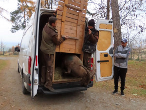 Olomoucká zoo má dva nové kozorožce. Je největším chovatelem na světě