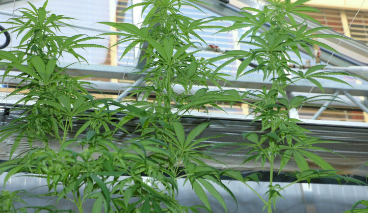 Olomoucká Pevnost poznání představí konopí jako superpotravinu