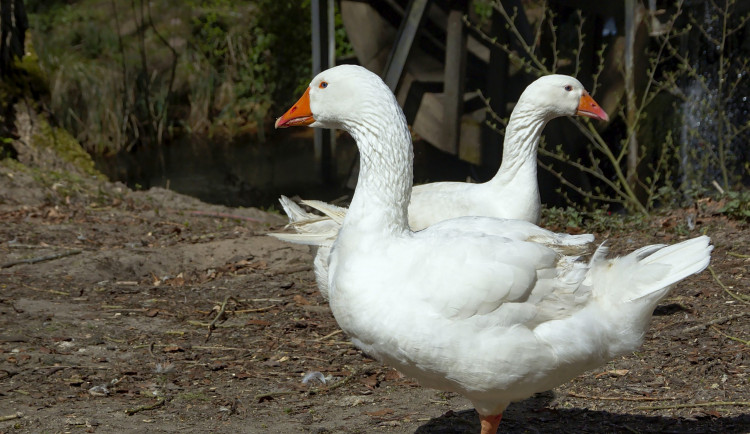Veterinární správa zakazuje kvůli ptačí chřipce chov drůbeže pod širým nebem
