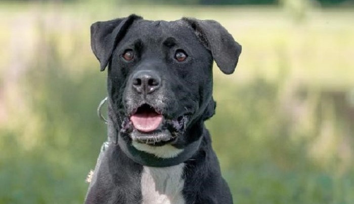 HLEDÁME PÁNÍČKA: Rocky, Alexandra a Mou jsou z útulku Voříšek