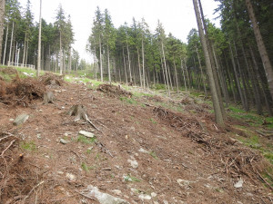Ministerstvo dalo za pravdu ochráncům přírody. V Jeseníkách zrušilo výjimky na těžbu po kůrovci