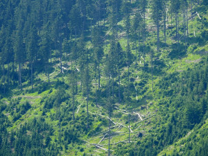 Ministerstvo dalo za pravdu ochráncům přírody. V Jeseníkách zrušilo výjimky na těžbu po kůrovci