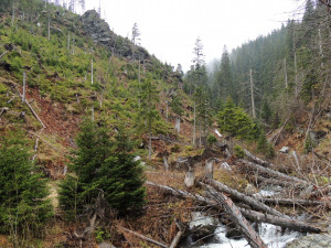 Ministerstvo dalo za pravdu ochráncům přírody. V Jeseníkách zrušilo výjimky na těžbu po kůrovci