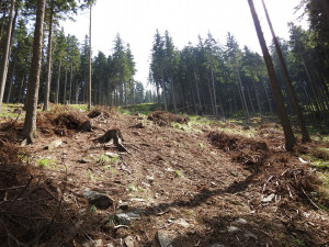 Ministerstvo dalo za pravdu ochráncům přírody. V Jeseníkách zrušilo výjimky na těžbu po kůrovci
