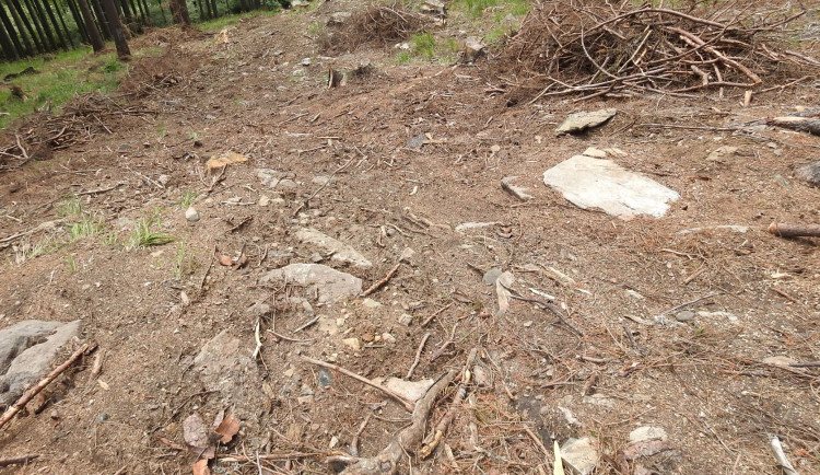 Ministerstvo dalo za pravdu ochráncům přírody. V Jeseníkách zrušilo výjimky na těžbu po kůrovci