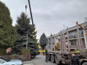 V Prostějově budí pozornost křivý vánoční strom. Je to jen z jedné strany, brání se město