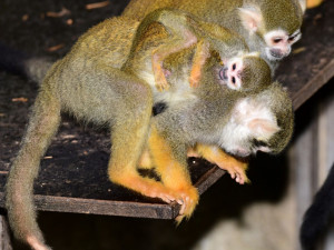 V zoo se narodil malý Pan Nilsson, kamarád Pipi Dlouhé punčochy