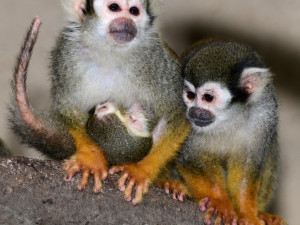 V zoo se narodil malý Pan Nilsson, kamarád Pipi Dlouhé punčochy