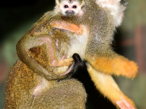 V zoo se narodil malý Pan Nilsson, kamarád Pipi Dlouhé punčochy