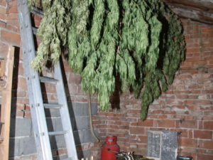 Žena z Přerovska vyráběla masti z konopí. Je stíhaná z nedovolené výroby psychotropních látek