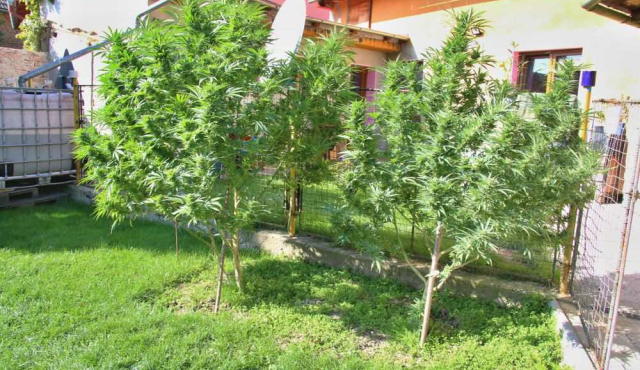 pěstitelka konopí (6)