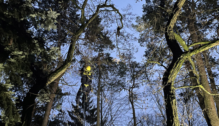 K pandě ve výšce 12 metrů šplhali profesionální hasiči z lezecké skupiny