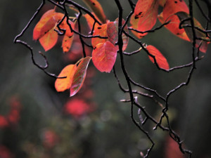 Letošní podzim patřil v Klementinu mezi desetinu nejteplejších za 247 let