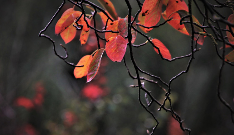 size3-163870060858-139-size4-16155486788088-207-pocasi-na-nedeli-zatazeno-misty-destove-prehanky