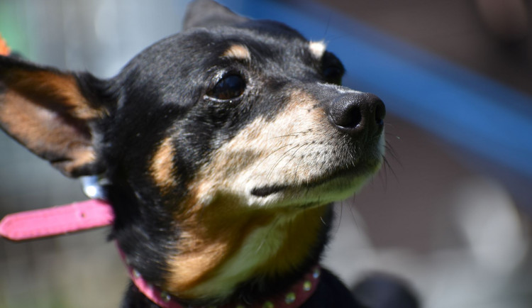 HLEDÁME PÁNÍČKA: Fany a Bad z Mohelnice jsou bez domova