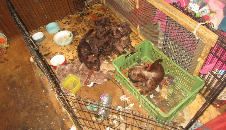 Veterináři odebrali desítky jorkšírských teriérů. Žili ve výkalech, v chovu byli i mrtví psi